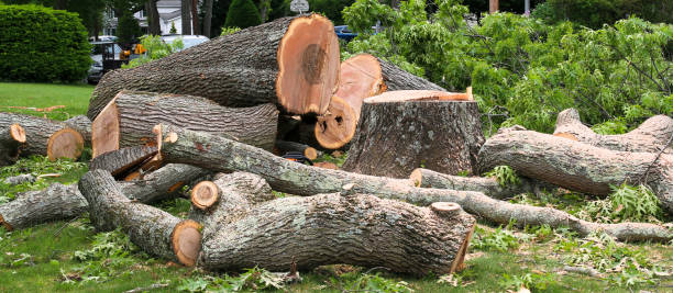 Best Storm Damage Tree Cleanup  in USA